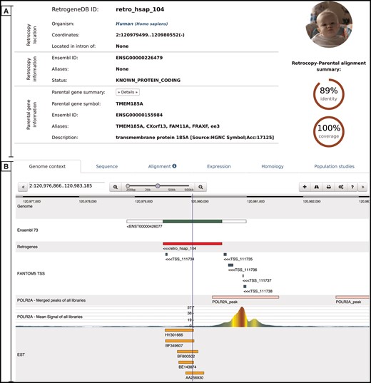 Retrocopy detailed view page comprising two basic sections: retrocopy summary (A), and the detailed information (B) contained within the following tabs: genome context; sequence of the retrocopy; retrocopy–parental gene protein alignment used for retrocopy identification; expression validation of the retrocopy; retrocopy and/or parental gene homology information; and in the case of humans, a population studies tab, which inform of retroduplication variation (RDV) evidence and retrocopy expression levels in 50 human libraries from 5 populations.
