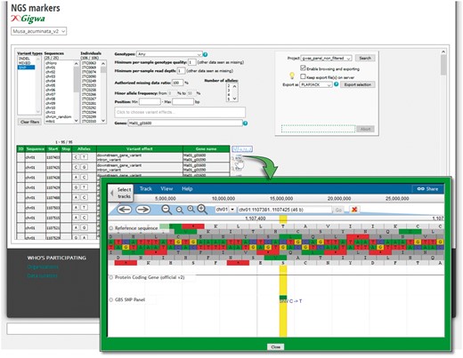 Genotyping search page powered by the GIGWA system. SNPs and InDels can be filtered by a wide range of criteria (chromosomes; Minor Allele Frequency (MAF), missing data, genes, gene effect, etc.) and exported in various formats. Markers can be also located on their gene as provided by the Banana Genome Hub.