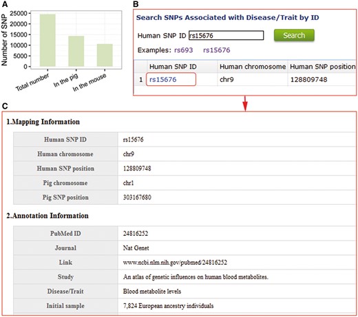 Pig is an excellent large-animal model for human diseases and traits. (A) Comparison of the number of SNPs in pigs and mouse that are homologous to SNPs in the NHGRI catalogue. (B) Search entry using a human SNP ID. (C) Detailed information of homologous porcine SNPs associated with human diseases genes and traits.