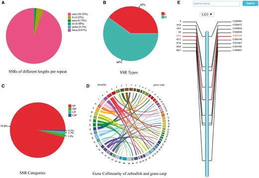 Summaries of SSRs, gene collinearity map, and a consensus linkage map. (A) Percentage of SSRs of various lengths per repeat. (B) Percentage of two types of SSRs. (C) Percentage of four categories of SSRs. (D) Gene collinearity between zebrafish and grass carp. Colored arcs connect homologous genes in zebrafish (left) and grass carp (right). (E) Genetic map of the third linkage group.