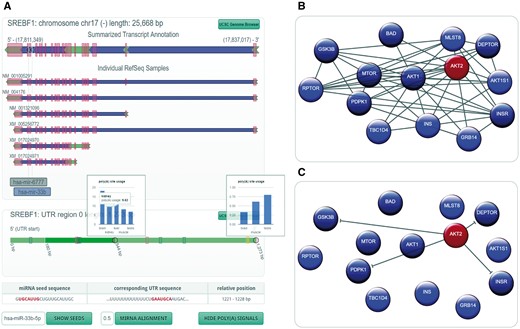 miRIAD representation for a host gene, its intragenic miRNAs, protein–protein interaction (PPI) data and an intragenic miRNA target. (A) Genomic representation (including polyadenylation information) for a host gene (SREBF1) and its intragenic miRNAs (hsa-mir-6777 and hsa-mir-33b). (B) PPI network for AKT2; (C) gene targets for hsa-miR-641, which is an intragenic miRNA for AKT2.