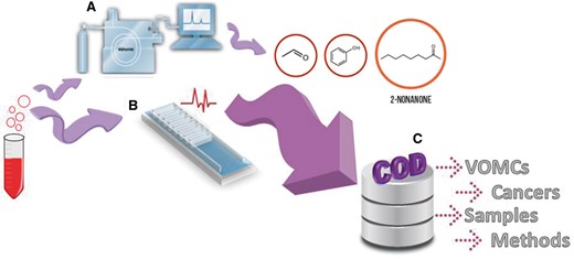 Two ways of cancer detections based on odor of biological samples: (A) analytical instruments such as gas chromatography mass spectrometry (GC/MS) which is the most commonly method used for separation and identification of VOMCs, (B) Sensors and electronic nose measurements. COD, a useful web-based database, collects whole information reported on VOMCs (C).