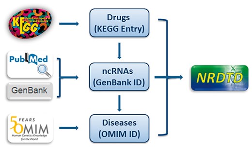 The flowchart of NRDTD construction. The flowchart shows the process of data processing and information integration.
