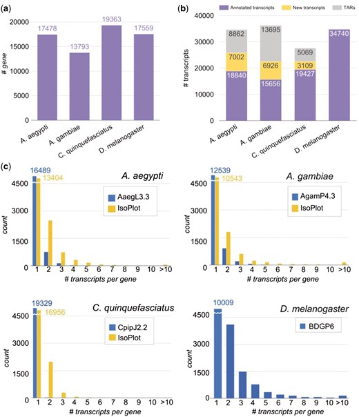 Number of genes and transcripts in the four species. (A) Number of genes in each species. (B) Number of annotated transcripts, new transcripts, and transcriptionally active regions (TARs) in the species. (C) Distribution of isoform number per gene in the four species. Blue bars denote the information in genome annotation files in each species, and yellow bars denote the information in the IsoPlot for the three mosquitoes.