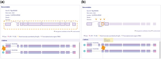 Isoform visualization in IsoPlot. Hover effects allow users to (A) highlight isoform structure of connected exons or (B) juxtaposition events of an exon (three arrow heads) for information and comparison. A crosshair line indicates the current genome position.