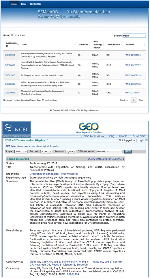 A use case of SFMetaDB for the splicing factor Mbnl1. We showed a use case of the splicing factor Mbnl1 to demonstrate the advantage of SFMetaDB over ArrayExpress. By using the same keyword, Mbnl1, SFMetaDB returned five accurate datasets that can be used for the downstream alternative splicing analyses. On the contrary, ArrayExpress returned 13 datasets with 8 that could not be used for the downstream alternative splicing analyses for Mbnl1. (a) The result page in SFMetaDB of the query Mbnl1. (b) The description page of the dataset GSE39911 in GEO. (c) The result page in ArrayExpress of the query Mbnl1. (d) The description page of the dataset E-GEOD-76222 in ArrayExpress.