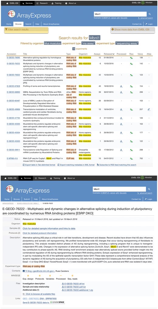 A use case of SFMetaDB for the splicing factor Mbnl1. We showed a use case of the splicing factor Mbnl1 to demonstrate the advantage of SFMetaDB over ArrayExpress. By using the same keyword, Mbnl1, SFMetaDB returned five accurate datasets that can be used for the downstream alternative splicing analyses. On the contrary, ArrayExpress returned 13 datasets with 8 that could not be used for the downstream alternative splicing analyses for Mbnl1. (a) The result page in SFMetaDB of the query Mbnl1. (b) The description page of the dataset GSE39911 in GEO. (c) The result page in ArrayExpress of the query Mbnl1. (d) The description page of the dataset E-GEOD-76222 in ArrayExpress.