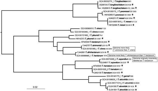 A phylogenetic tree generated by a FastTree analysis using a MAFFT alignment of RPB2 nucleotide sequences from type material (with asterisk) of Trichoderma and genomes labeled as Trichoderma.
