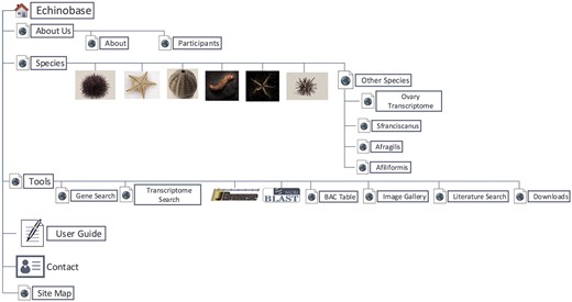 Organizational structure of Echinobase webpages. The primary menu items include species page, genomic and bioinformatics tools and user guide.