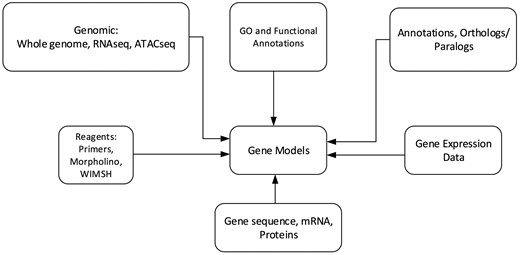 Schematic diagram of genomics and biological content stored in Echinobase. The relationships among the various data types are nominally arranged around the gene models.
