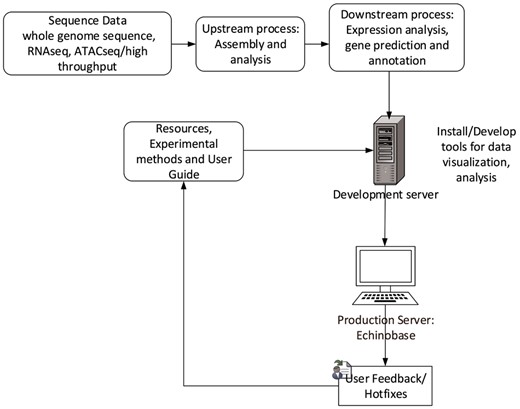 Echinobase data-flow. This diagram shows the bioinformatics workflow that produces the data displayed at Echinopbase. Computationally reduced data is hosted on development server that contains prereleased features for software testing. The stable, official content is hosted on publicly accessible production server www.echinobase.org.
