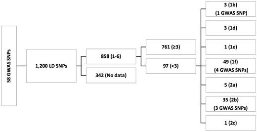 58 GWAS ANPs in LD with 1200 SNPs. We used SNAP webportal to determine LD SNPs. These 1200 SNPs were further evaluated by RegulomeDB to identify their functional role. RegulomeDB did not provide data for 342 SNPs. A total of 858 SNPs returned the scores of 1–6 by RegulomeDB. Of those 858 SNPs, 97 returned the scores of < 3. Among 97 functional SNPs, only 8 were GWAS SNPs. Lower the RegulomeDB score, more evidence of functionality.