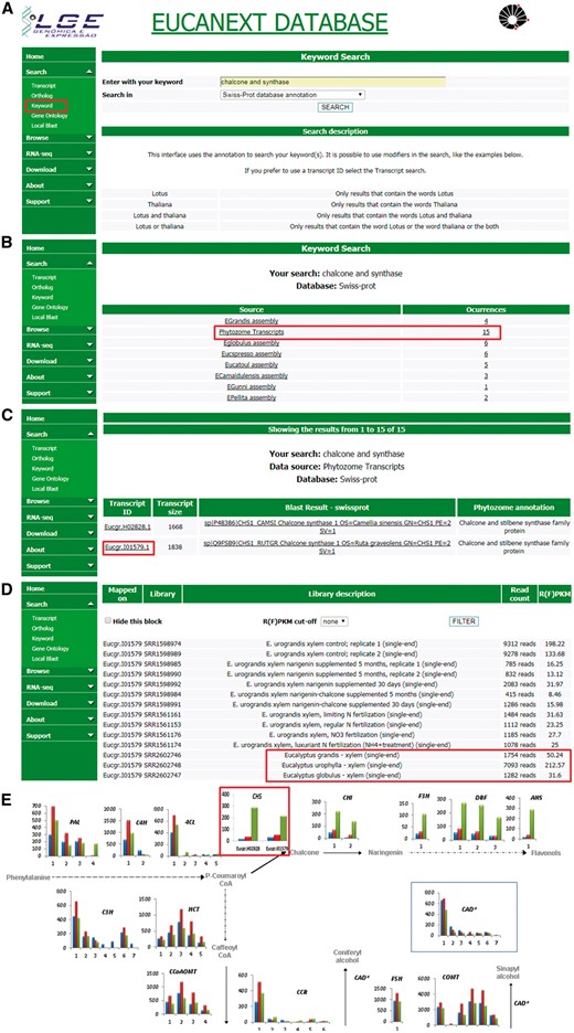 Real case step-by-step example of gene expression analysis into EUCANEXT database. (A) Eucanext keyword search of the Chalcone synthase gene (CHS) using ‘chalcone and synthase’ as query. (B) CH5 genes from E. grandis genome assembly annotated by swiss-prot database. (C) EUCANEXT gene expression results for two isoforms of CHS gene identified during RNA-Seq analysis of all libraries including different Eucalyptus species, tissues and conditions. Red square indicates the isoform chosen by sequence length and analysed in (D); (D) The selected isoform of CHS gene is at least 4× more expressed in E. urophylla, compared to E. grandis and E. globulus. (E) Visual representation of the simplified phenylpropanoid pathway gene expression on three eucalyptus specie constructed based on steps (A–D) and published by our Group (20), where the numbers on the x-axis represent different isoforms of each genes and the y-axis represents the isoform expression (FPKM values). The colored bars indicate gene expression for different species: E. globulus (blue), E. grandis (red), E. urophylla (green). As described in steps (A–D) and highlighted in this figure by red rectangle, CH5 isoforms from E. urophylla showed higher expession levels than E. globulus (blue) and E. grandis (red).