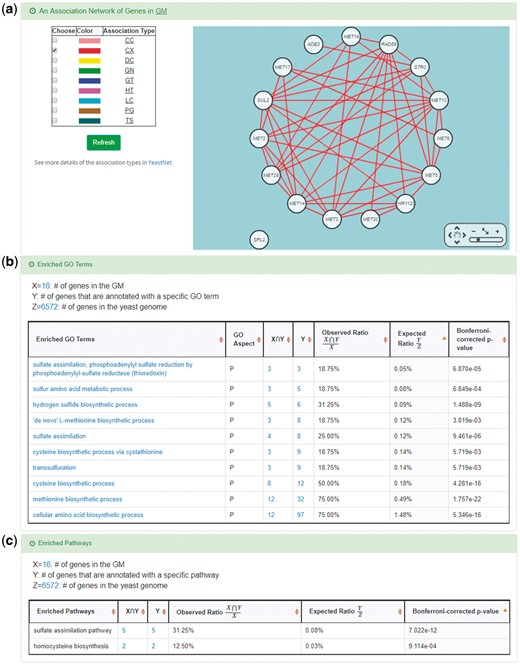 Info of the target GM of CoopTFS (Cbf1-Met4-Met32). YGMD provides three kinds of information to check the biological relevance of the GM. (a) The genes in the GM form a dense co-expression (Association Type: CX) network, suggesting that they may be co-regulated. (b) 10 enriched GO terms are identified. All of them are related to sulfur metabolism, suggesting that the GM is possibly to be regulated by the query CoopTFS (Cbf1-Met4-Met32). (c) Two enriched pathways are identified. Both of them are related to sulfur metabolism, suggesting that the GM is possibly to be regulated by the query CoopTFS (Cbf1-Met4-Met32).