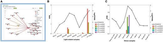 AT5G59720-subnetwork as an example to interpret the potential significance of the putative regulatory networks. (A) Screenshots of circRNAs–miR414–AT5G59720 regulatory network. (B) Expression level of AT5G59720 and related circRNAs among different light treatments. Samples (from left to right) repre-sent for E2 (ELIP2 promoter) low light A, E2 high-light 30 min A, E2 high-light 30 min B, E2 high-light 120 min A, E2 high-light 120 min B, tnr-1 (tanorexia-1) low light A, tnr-1 high-light 30 min A and tnr-1 high-light 120 min A. (C) Expression level of AT5G59720 and related circRNAs among different stress treatments. Samples (from left to right) represent for mix tissue, control 3 h, cold 3 h, cold 12 h, heat 3 h, heat 12 h, salt 3 h, salt 12 h, drought 3 h, drought 12 h.