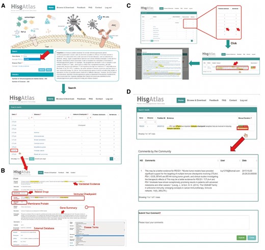 Outline of HisgAltas database website. (A) The users can submit a gene name in the ‘Gene name’ search box and find the information of this gene together with related diseases. (B) After clicking the gene name, users can see basic information about this gene and the cross references to external databases (i.e. Ensembl, Entrez Gene, UniProtKB). (C) After clicking the number of the evidence, the original evidence sentence will be displayed in which the key words are highlighted. Further clicking on individual evidence sentence of interest will lead to the view of whole abstract. (D) After login as registered users, one can simply click ‘Yes’ or ‘No’ button at the end of each evidence to confirm or disagree with the evidence. The user can also upload further detail information after clicking the ‘Comments’ button.