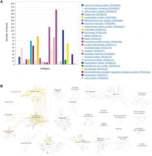 Bioinformatics analysis of the human immunosuppression-related genes. (A) Protein class analysis using PANTHER (http://pantherdb.org/). (B) Biological function and pathway analysis using Reactome (http://www.reactome.org/).
