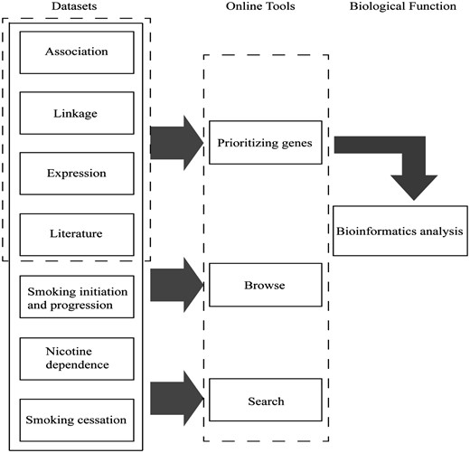 Main components of GRONS. The genes related to the biological responses to nicotine exposure and smoking behaviors are mainly collected from four sources, i.e. genetic association studies, genetic linkage analysis, gene expression studies via microarray or proteomic tools and literature search of single gene/protein-based studies. For the genetic association studies, the genes are further grouped according to the phenotypes, i.e. smoking initiation and progression to smoking dependence, nicotine dependence and smoking cessation. The genes collected from the four sources were prioritized and a list of 220 genes were obtained, which were further analysed via bioinformatics tools.