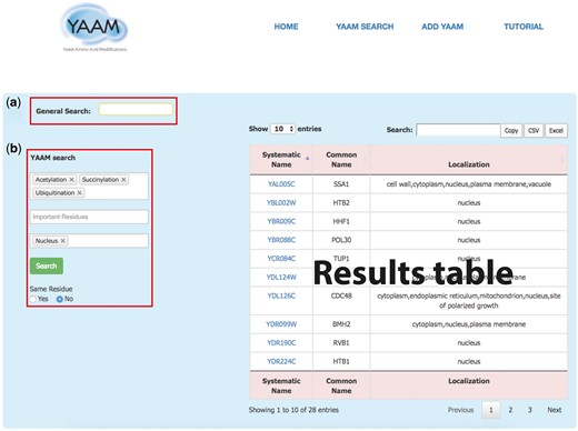 The YAAM search page enables the user to perform two types of search; (a) a General Search (upper red square) where the user could search by words, and (b) the YAAM search (lower red square) where is possible to search up to three different options of PTMs, active site or ion binding site and up to three options of localization sites. Additionally, the YAAM search can be restricted to search for modifications in the same amino acid residue. In the example, we show a YAAM search for acetylated, succinylated and ubiquitinated proteins in any residue with nuclear localization.