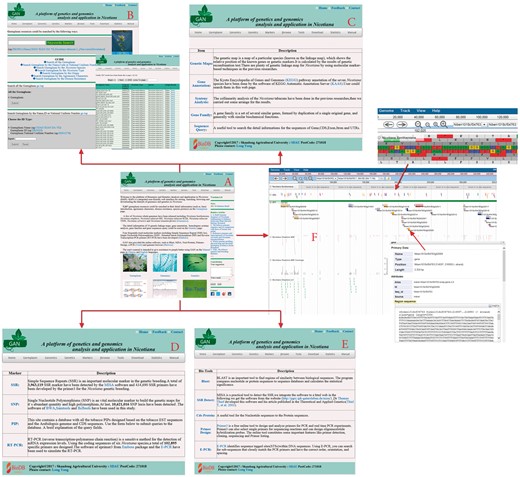 Main GAN Web page. (A) GAN homepage: provides quick entry paths to all main parts. (B) Germplasm page: stores 5267 Nicotiana accessions, detailed information and a seven-mode search mechanism. (C) Genetics page: consists of genetic maps, gene annotations, synteny analyses, gene family identifications and sequence query. (D) Markers page: includes all SSR, SNP, PIP and RT-PCR markers in GAN. (E and F) Tools and JBrowse pages: allow access to online bioinformatics tools and the genome browser JBrowse for detailed information overlays and analyses.
