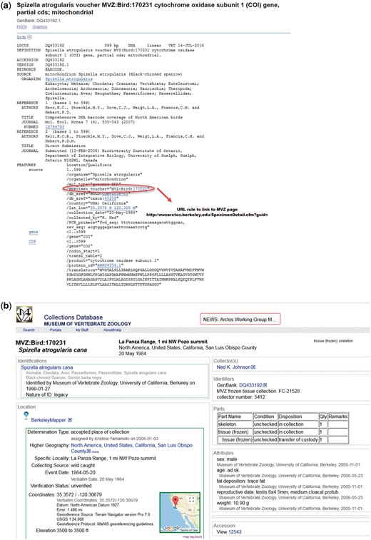 Example of structured voucher annotation. (a) GenBank flat file record for Spizella atrogularis, accession DQ433192 and URL formula to map the record to MVZ specimen page. (b) Specimen page at Museum of Vertebrae Zoology, University of California, Berkeley for Spizella atrogularis linked to GenBank record DQ431992.