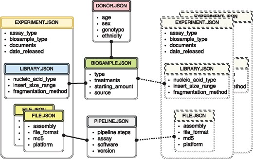 The metadata captured for ENCODE can be grouped into the following main object types: donors/strains, biosamples, genetic modifications, sequencing libraries, antibodies, data files and pipelines. Experiment objects (representing replicates of an assay) are constructed from these object types. Each object type represents a category of experimental entities and is used to store information about entities from that category. For example, the library object represents sequencing library and would include information such as nucleic acid type or the fragmentation method used to construct the library. In a similar fashion the file object (that is different from the actual data file) stores information about the data file submitted to the portal. Examples of the properties that would be stored in a file object would be: information about the sequencing platform used to produce this FASTQ file or information about the reference genome assembly that was used for alignment producing this BAM file. Some of the objects are unique per experiment (e.g. sequencing library, or raw data file) while others could be shared between different experiment objects (e.g. the donor or the biosample objects). The figure includes both types of objects, the library (blue color header) and the files (yellow color header) are unique and are associated with a single experiment (amber header), while the biosample (green color header) and the pipeline (pink color header) objects could be shared between multiple experiments. Potential experiments the biosample and the pipeline objects could be shared with are depicted by the rectangles with the dashed borderline. Only a subset of object types is listed in the figure to provide an overview of the breadth and depth of metadata collected. The full set of metadata can be viewed at https://github.com/ENCODE-DCC/encoded/tree/master/src/encoded/schemas.