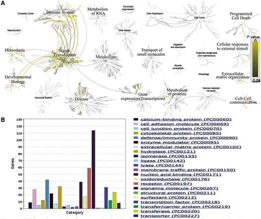 Bioinformatics analysis of genes associated with AD. (A) Biological pathway analysis using Reactome (http://www.reactome.org/). (B) Protein class analysis using PANTHER (http://pantherdb.org/).