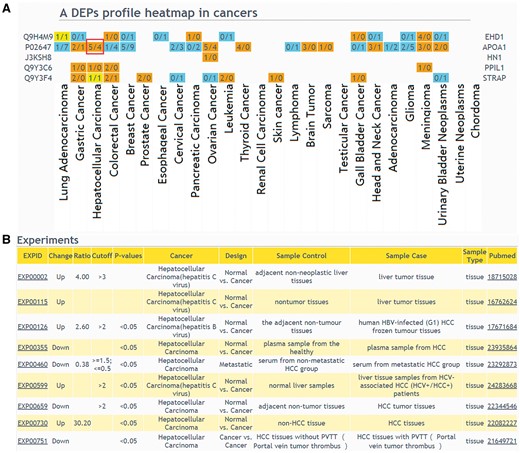 The result of ‘protein list’ query. (A) Users should select a design type of interested experiments first, input protein IDs or names and then select cancers to draw a DEPs profile heatmap in cancers. If a queried protein is a DEP, the table cell will be displayed in color. Orange means that the experiments number identified this protein as up-regulated is more than the experiments number identified protein as down-regulated; blue means that the experiments number identified this protein as up-regulated is less than the experiments number identified protein as down-regulated; yellow means that the experiments number identified the protein as up-regulated is equal to the experiments number identified protein as down-regulated. (B) If the number of experiments in a specific cancer type is clicked, the detailed information of these DEPs can be displayed.
