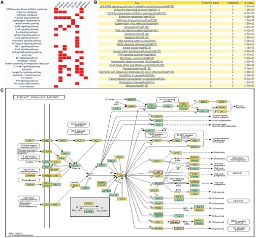 The returning page of enrichment analysis. (A) A heatmap is drawn showing the distribution of queried proteins in pathways. (B) The table lists those enriched pathways with a threshold of P-value <= 0.05. (C) DEPs on KEGG pathway maps. Blue means query proteins. Orange means the DEPs in our database and red means both DEPs and query proteins.