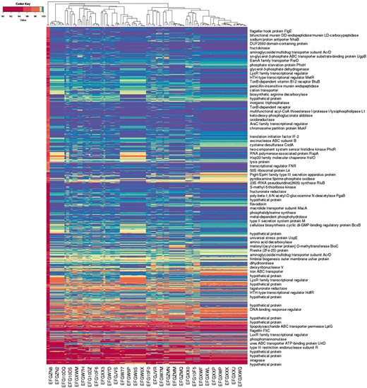 Alignment-based spectra of 1 055 875 oligo probes, and co-spectra of the 122 unfinished bacterial strain genome assemblies that the probes were aligned against. Each row depicts the average spectrum of a cluster of probes, with row labels based on annotation of a representative probe from the cluster; each column depicts the co-spectrum of a bacterial assembly. (Only some rows and columns are labelled.)