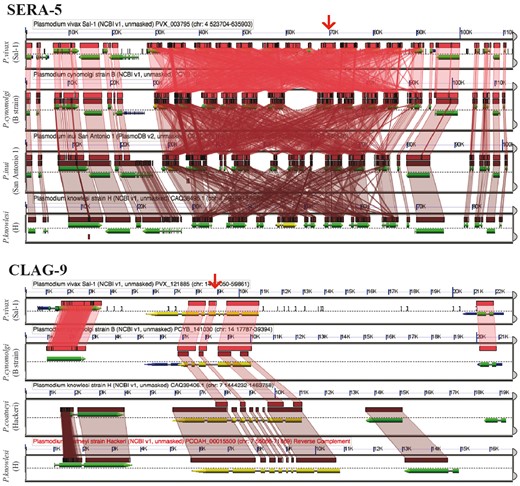 GEvo analysis using the CoGeBLAST’s output. Independent analyses are shown for the SERA (https://genomevolution.org/r/pee1) and the CLAG multigene families (https://genomevolution.org/r/z36c). Wedges formed between adjacent genomes show regions of sequence similarity in four Plasmodium species, a colinear set being used to identify syntenic blocks. Red arrow on top shows the location of the CLAG-9 and SERA-5 paralogs on P. vivax (Salvador-1). Note that SERA-5 exists in a tandem gene cluster, which results in having many overlapping regions of sequence similarity showing matches to each member of tandem gene cluster. Links to regenerate these analyses are in Supplementary File S2.