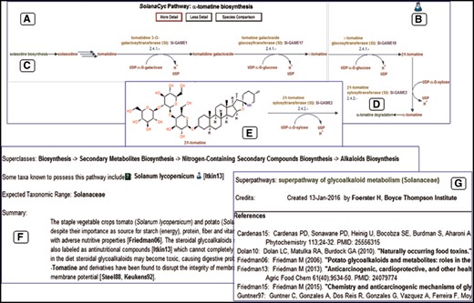 Representation of the ?-tomatine biosynthesis in SolanaCyc. (A) Pathway diagram. (B) Indicative evidence for the curation status of the pathway. Hyperlinks to related pathways that either feed into (C) or branch out (D) of the pathway. (E) Structure of pathway compounds after increasing the detail of the pathway. (F) Pathway summary with (G) corresponding literature that is linked to external databases (see also text).