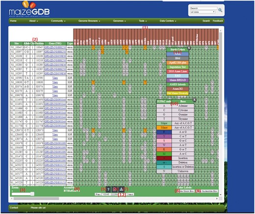 An example SNPversity output page. The output page is designed with contrasting colors to facilitate an intuitive understanding of SNP characteristics and differences. The output shows when ‘Medium’ quick example is selected. The colors represent and differentiate major and minor allelic differences: green—major allele, orange—minor allele, red—insertion, aqua—deletion, and grey—unknown value. Please see text for further details.