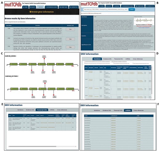 Data browsing in mutTCPdb. (A) ‘Browse’ tab gives the list of genes described in database. (B). Search mutTCPdb using a keyword (Gene Symbol). The results obtained after keyword search. (C) The graphical layout of SNPs identified in the query gene. (D) Details of variants identified in query gene. (E) Transcript information for each variant for the query gene. (F) Details of miRNAs associated with the query gene.