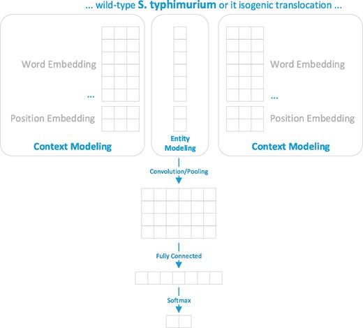 The developed CNN model for organism disambiguation. For the target mention ‘S. typhimurium’, whose linked NCBI Taxonomy ID is 90371, the context is represented as {…, wild/−1, S. typhimurium/0, or/1, its/2, …} and the entity is represented as its scientific name (i.e. Salmonella enterica subsp. enterica serovar Typhimurium).
