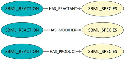 Visualization of the queried structures to export SBML reaction networks from MaSyMoS. The figure shows the three possible connections between a reaction and a species in MaSyMoS, which are reflected by different edge types. The associated cypher query in Listing 1 searches for all these structures.