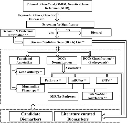 Architecture of ILDgenDB knowledge resource. **The query terms that can be used to search the knowledge resource: name of each class of data such as gene, disease, category, biomarker, MiRNA AND/OR SNP, GO and phenotype may be used as query.