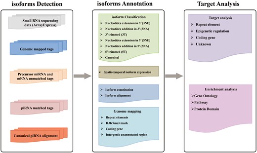 Schematic representation of IsopiRBank Database.