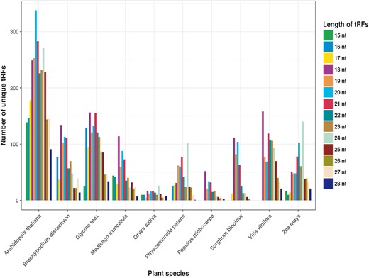 Length-wise distribution of unique tRF sequences identified per plant species.