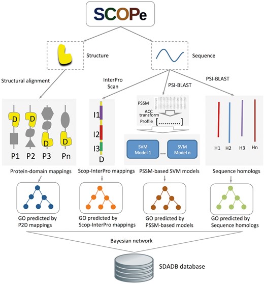 Flowchart of SDADB construction. For each domain in the SCOPe database, GO annotations are predicted with the four component methods: (i) GO annotations predicted using P2D mappings: protein-SCOP domain mappings are calculated by large-scale structure alignment, then the probability that a domain annotated by a specific function is computed; (ii) GO annotations predicted using Scop-InterPro mappings: we use InterProScan to search InterPro domains for the SCOP domain, and transfer the annotations of these InterPro domains in the InterPro2GO database to the target SCOP domain; (iii) GO annotations predicted using PSSM profiles: SVM models for GO function annotation are trained with fixed length of PSSM vectors, which are calculated using ACC transformation; (iv) GO annotations predicted using sequence homologs: we transfer the GO annotations of the sequence homologs in UniProt-GOA to the target SCOP domain. Finally, the SDADB database is built by integrating the outputs of the four component methods with a Bayesian network.
