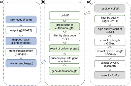 The workflow of lncRNA analysis and prediction. (a) Initial assembly. Raw reads were mapped to reference genome of corresponding species. When Cufflinks ran, −g parameter was dropped to find new transcripts. (b) Cufflinks toolkit usage for novel lncRNAs detection. During novel lncRNA prediction, Cuffcompare and Cuffdiff were used. (c) Predict potential novel lncRNAs from results got from Cufflinks. During the prediction process, threshold of log2FC of FPKM was set as 1.4, length threshold was set as 200 nt, threshold of ORF length by ORF predictor (29) was set as 300 nt and threshold score of CPC (coding potential calculator) (30) was set as 0.
