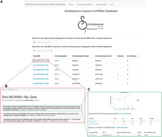 Schistosoma mansoni long non-coding RNAs database. The developed web resource disclosed herein allows the users to navigate on SmLINC RNA genes’ architecture and co-ordinates into the S. mansoni genome (A), as well as to pick the expression correlation coefficient values (r) for the pairs SmLINC/Smp (B) and visualize the SmLINC co-expression profile with protein-coding genes along five parasite’s developmental stages (C).