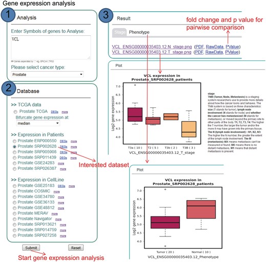 Step-by-step usage of KM-Express for expression analyses. (1) Enter the gene symbol in the box provided. When users input multiple genes, gene symbols should be separated by ‘,’. After selecting the cancer type, the RNA-seq data available for expression analysis will be shown in ‘Database’ panel. (2) Select a dataset to compare the expression of input genes in different groups of patients/cell lines, according to clinical, pathological status of patients or time-series drug treatment or different cell line types. (3) The output provides expression level of input genes in different groups of patients according to their clinical, pathological status, time-series drug treatment or different cell line types.
