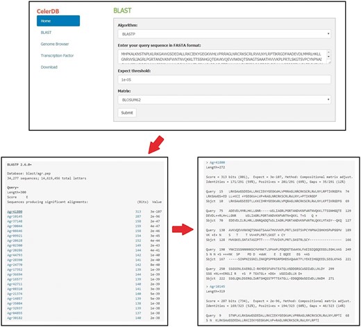 Detailed procedures for BLAST search on CeleryDB.