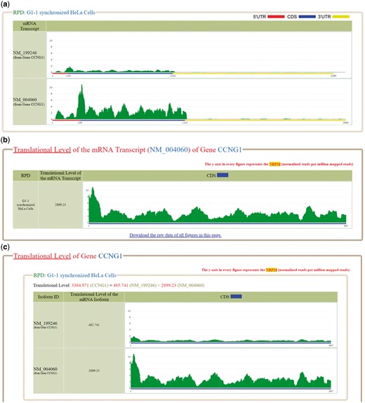 The ribosome binding patterns on the selected mRNA transcripts in the selected RPDs. (a) The normalized reads per million mapped reads (NRPM) values of NM_199246 and NM_004060, two mRNA isoforms of the gene CCNG1, in the RPD (G1-1 synchronized Hela cells) are shown. (b) The translational level of NM_004060 is 2899.23. (c) The translational level of the gene CCNG1 is the sum of the ranslational levels of its two mRNA isoforms (NM_199246 and NM_004060).