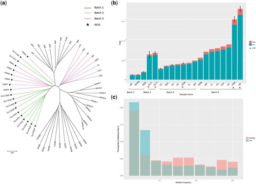 Analysis of rabbit domestication by data integration. (a) The Watterson’s theta based on SNPs and INDELs of all samples. The wild samples are labeled by red triangles. For breeds with more than one samples, we calculated the standard deviation. (b) The phylogenetic tree of individual samples from Batches 1–3. Batches are indicated by different colors and the wild samples are labeled by black triangles. (c) The proportion of deleterious SNPs with different mutation allele frequency for domestic and wild samples, respectively.