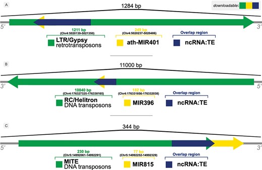 Illustration of overlaps between ncRNAs and TEs in (A) A. thaliana, (B) Z. mays and (C) O. sativa genomes.