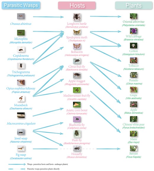 The parasitic wasps, hosts and plants included in the WaspBase. Dashed line: parasitic wasps parasitize plants but not insect hosts. Not dashed line: parasitic wasps parasitize the insect hosts or the insects damage plants.