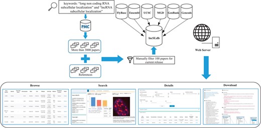 Workflow and construction process of lncSLdb.