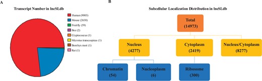 Statistics of species and types in lncSLdb. (A) The number of lncRNA transcript of different species in lncSLdb. lncSLdb collects more than 11 000 lncRNAs, mainly from three species (human,mouse and fruit fly). (B) The distribution of subcellular localization types in lncSLdb. lncSLdb collects >14 000 subcellular localization items, classified into three basic types and three subtypes.